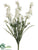 Delphinium Bush - Cream - Pack of 12