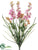 Delphinium Bush - Pink Cream - Pack of 12