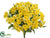 Daisy Bush - Yellow - Pack of 12