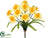 Daffodil Bush - Yellow - Pack of 12