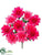 Dahlia Bush - Beauty Two Tone - Pack of 12