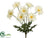 Gerber Daisy Bush - Cream - Pack of 12