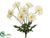 Gerber Daisy Bush - Cream - Pack of 12