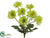 Gerber Daisy Bush - Green - Pack of 12