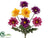 Gerber Daisy Bush - Purple Gold - Pack of 12