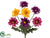 Gerber Daisy Bush - Purple Gold - Pack of 12