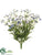 Mini Daisy Bush - Blue Two Tone - Pack of 12