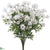 Marguerite Daisy Bush - White - Pack of 6