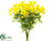 Marguerite Daisy Bush - Yellow - Pack of 6