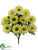 Gerbera Daisy Bush - Green - Pack of 12