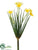 Daffodil Bush - Yellow - Pack of 12