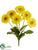 Gerbera Daisy Bush - Yellow - Pack of 12