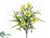 Daisy Bush - Lime - Pack of 12