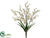 Forsythia Bush - White - Pack of 12