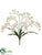 Freesia Bush - Cream - Pack of 12