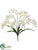 Freesia Bush - Cream - Pack of 12