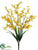 Forsythia Bush - Yellow - Pack of 12