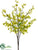 Forsythia Bush - Green - Pack of 12