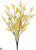 Forsythia Bush - Yellow - Pack of 12