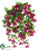 Fuchsia Hanging Bush - Violet Red - Pack of 6