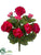 Geranium Bush - Beauty - Pack of 12