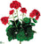 Geranium Bush - Red - Pack of 12