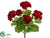 Geranium Bush - Red - Pack of 12