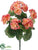 Geranium Bush - Peach - Pack of 18