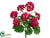 Geranium Bush - Beauty - Pack of 12