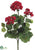 Geranium Bush - Red - Pack of 12