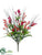 Honeysuckle Bush - Fuchsia Peach - Pack of 12