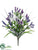 Honeysuckle Bush - Purple Helio - Pack of 12