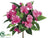 Impatiens Bush - Cerise - Pack of 24