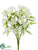 Star Jasmine Bush - White - Pack of 12