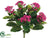 Kalanchoe Bush - Fuchsia - Pack of 6