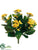 Kalanchoe Bush - Yellow Two Tone - Pack of 6