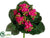 Kalanchoe Bush - Beauty - Pack of 12