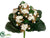 Kalanchoe Bush - White - Pack of 12