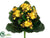 Kalanchoe Bush - Yellow - Pack of 12