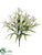 Nerine Lily Bush - Cream - Pack of 12