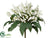 Lily of The Valley Bush - White - Pack of 12