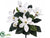 Magnolia Bush - White - Pack of 12