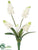 Muscari Bush - White - Pack of 24