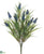 Muscari Bush - Blue - Pack of 12