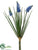 Muscari Bush - Helio Blue - Pack of 12