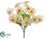 Phalaenopsis Orchid Bush - Yellow Cream - Pack of 24