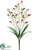 Dendrobium Orchid Bush - Cream Burgundy - Pack of 12