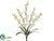 Mini Phalaenopsis Orchid Bush - Cream Yellow - Pack of 12