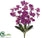 Phalaenopsis Orchid Bush - Orchid - Pack of 12