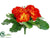 Primula Bush - Orange - Pack of 24